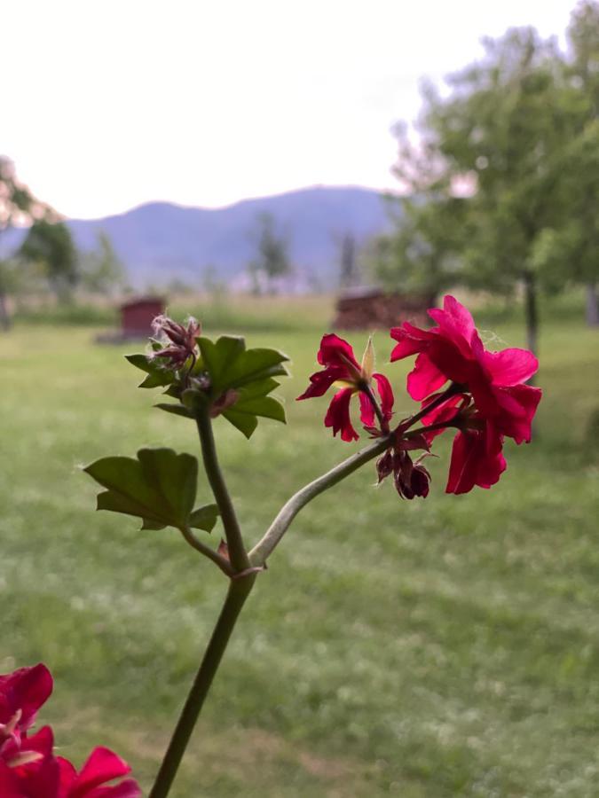 Pensiunea Martuca Surdesti  Dış mekan fotoğraf